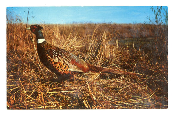 South Dakota Pheasant [Postcard]