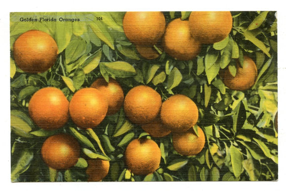 Golden Florida Oranges [Postcard]
