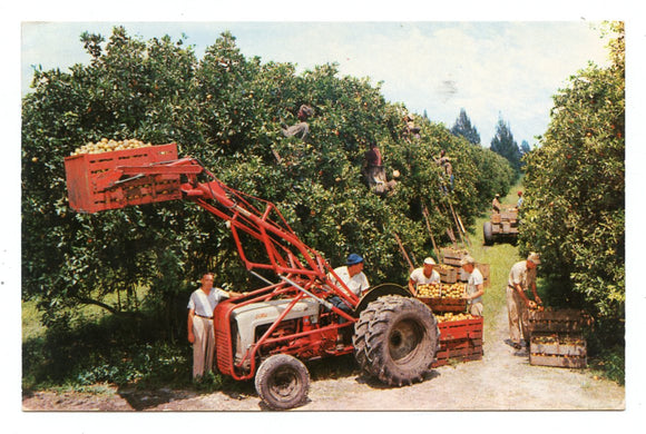 Citrus Harvest in Florida [Postcard]