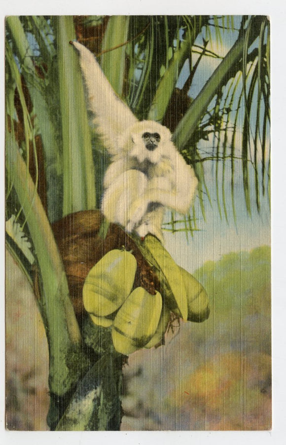 Silver Gibbon, McKee Jungle Gardens, Vero Beach, FL [Postcard]