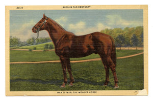 Bred in Old Kentucky, Man O War, the Wonder Horse