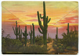 The Beauties of the Desert, Souvenir Folder [Postcard]