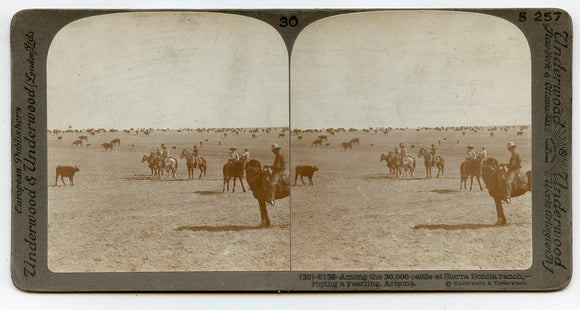 Among the 30,000 Cattle at the Sierra Bonita Ranch, Arizona [Stereoview]