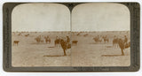 Among the 30,000 Cattle at the Sierra Bonita Ranch, Arizona [Stereoview]