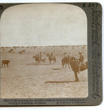 Among the 30,000 Cattle at the Sierra Bonita Ranch, Arizona [Stereoview]