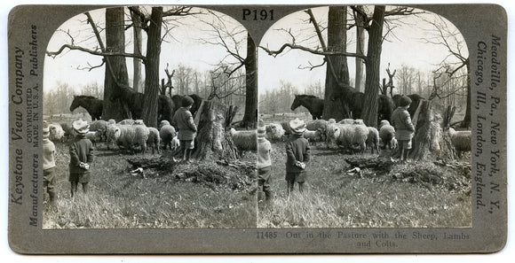 Out in the Pasture with the Sheep, Lambs, and Colts [Stereoview]