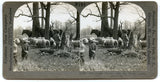 Out in the Pasture with the Sheep, Lambs, and Colts [Stereoview]