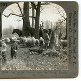 Out in the Pasture with the Sheep, Lambs, and Colts [Stereoview]