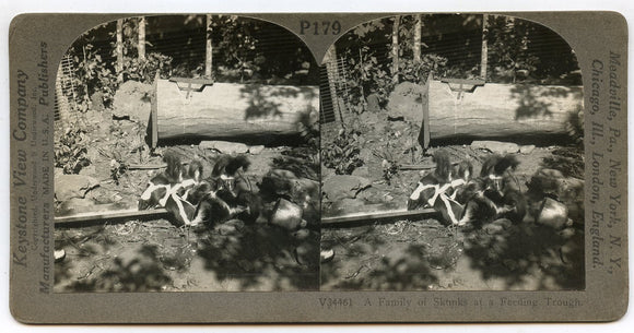 A Family of Skunks at a Feeding Trough [Stereoview]