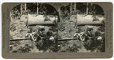 A Family of Skunks at a Feeding Trough [Stereoview]