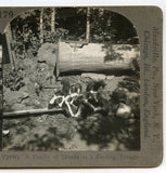A Family of Skunks at a Feeding Trough [Stereoview]