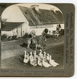 The Home of a Prosperous Irish Farmer in County Kerry, Ireland [Stereoview]