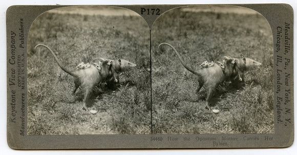 How the Opossum Mother Carries Her Babies [Stereoview]