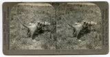 How the Opossum Mother Carries Her Babies [Stereoview]