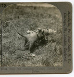 How the Opossum Mother Carries Her Babies [Stereoview]