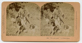 U. S. Field Trials, "Who Said Quail?" [Stereoview]
