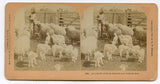 As a Lamb Without Blemish and Without Spot [Stereoview]