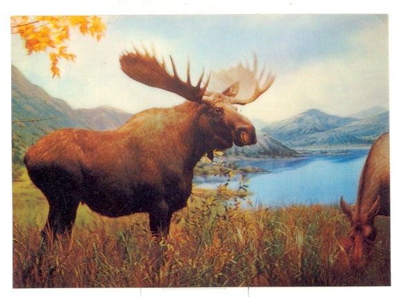 3-D Giant Moose - Carey's Emporium