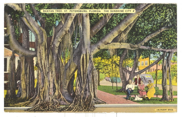 Banyan Tree, St. Petersburg, FL - Carey's Emporium