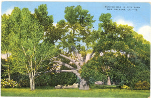 Suicide Oak in City Park, New Orleans, LA - Carey's Emporium