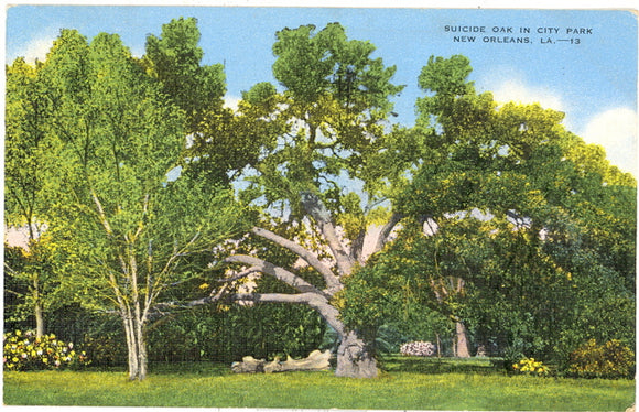 Suicide Oak in City Park, New Orleans, LA - Carey's Emporium