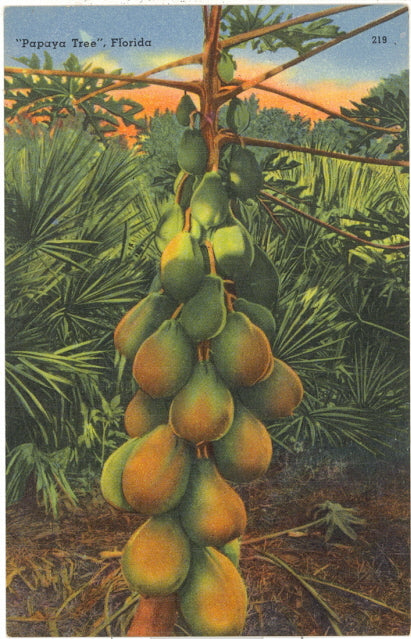 Papaya Tree, Florida - Carey's Emporium