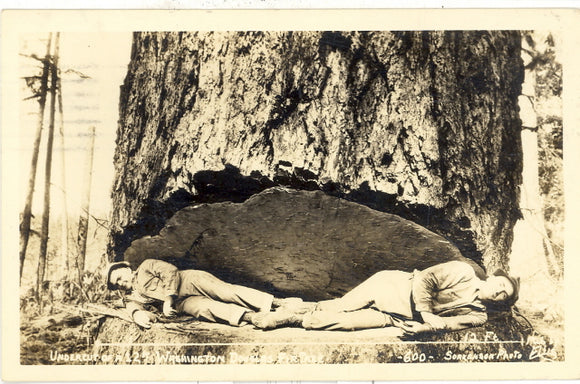 Undercut of a 12 ft. Washington Douglas Fir Tree - Carey's Emporium