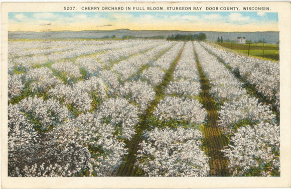 Cherry Orchard in Full Bloom, Sturgeon Bay, WI - Carey's Emporium