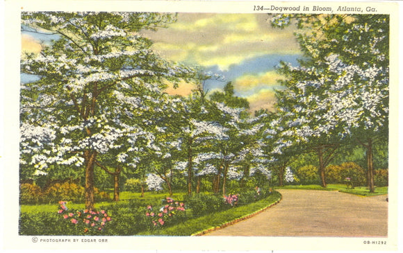 Dogwood in Bloom, Atlanta, GA - Carey's Emporium