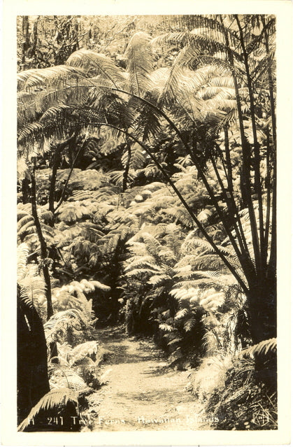 Tree Ferns, Hawaiian Islands - Carey's Emporium