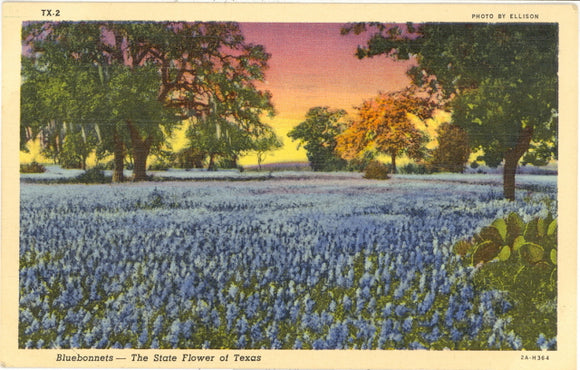 Bluebonnets, The State Flower of Texas - Carey's Emporium