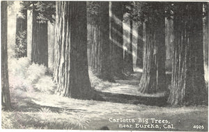 Carlotta Big Trees, near Eureka, CA - Carey's Emporium