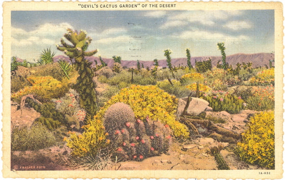 Devil's Cactus Garden of the Desert - Carey's Emporium