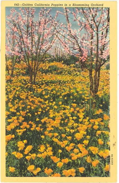 Golden California Poppies in a Blossoming Orchard - Carey's Emporium