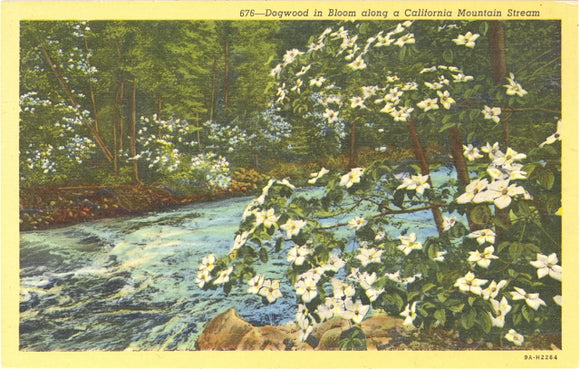 Dogwood in Bloom along a California Mountain Stream - Carey's Emporium