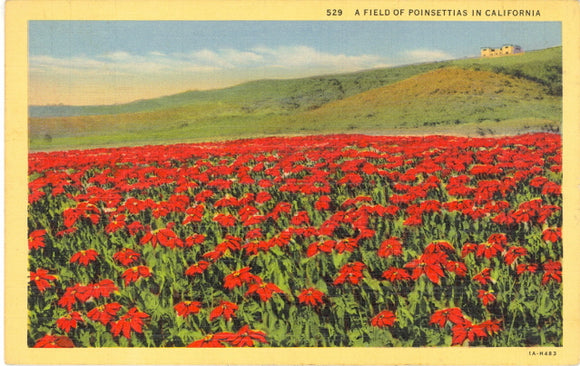 A Field of Poinsettias in California - Carey's Emporium