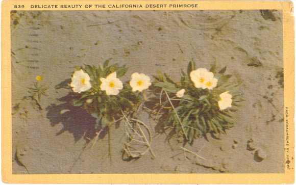 Delicate Beauty of the California Desert Primrose - Carey's Emporium