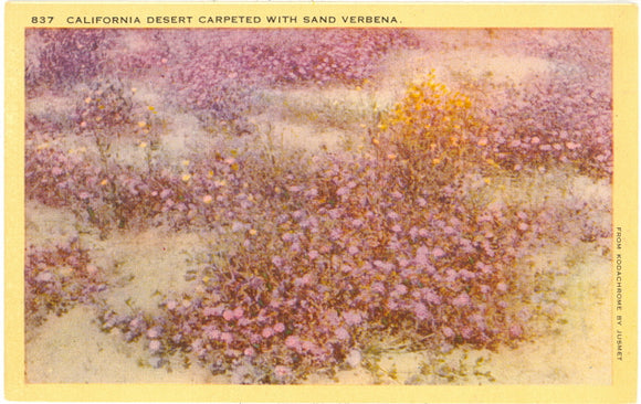 California Desert Carpeted with Sand Verbena - Carey's Emporium