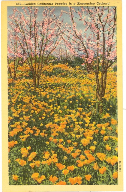 Golden California Poppies in a Blossoming Orchard - Carey's Emporium