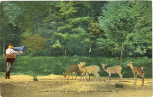 Calling Wild Deer to Feed, Big Basin, CA