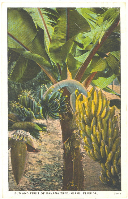 Bud and Fruit of Banana Tree, Miami, FL - Carey's Emporium