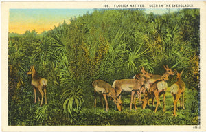 Florida Natives. Deer in the Everglades