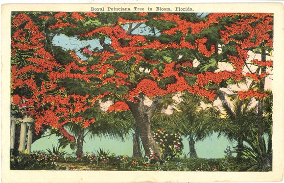 Royal Poinciana Tree in Bloom, Florida - Carey's Emporium