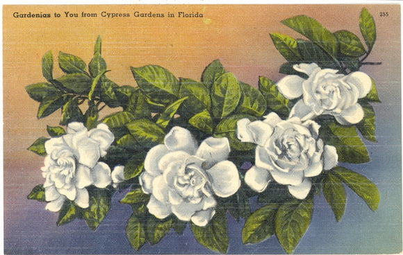 Gardenias to You from Cypress Gardens, FL - Carey's Emporium