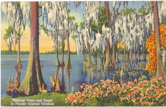 Cypress Trees and Knees, Cypress Gardens, FL - Carey's Emporium