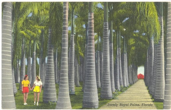 Stately Royal Palms, Florida - Carey's Emporium