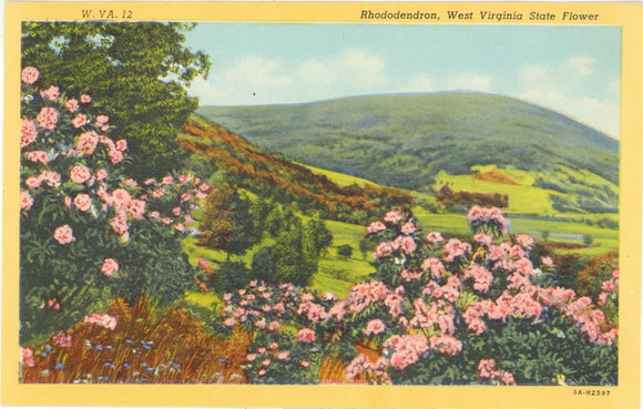 Rhododendron, West Virginia State Flower - Carey's Emporium