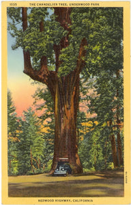 Chandelier Tree, Underwood Park, Redwood Highway, CA - Carey's Emporium