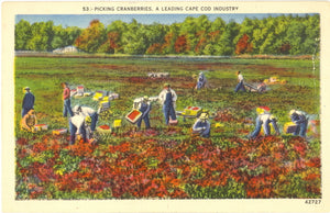 Picking Cranberries, A Leading Cape Cod Industry - Carey's Emporium