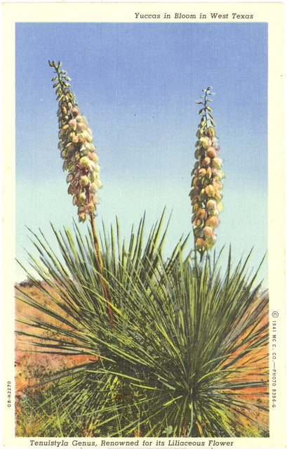 Yuccas in Bloom in West Texas, Tenuistyla Genus, Renowned for its Liliaceous Flower - Carey's Emporium